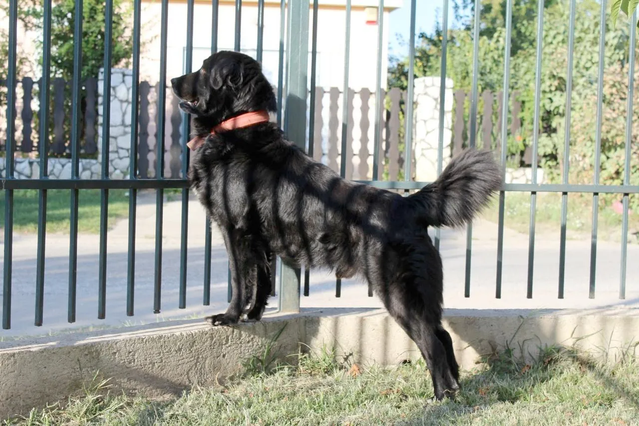 Max